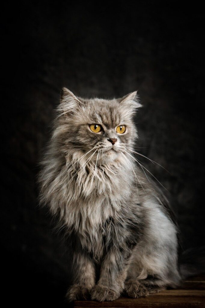 cat, feline, nature
